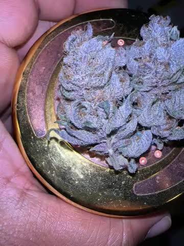 Exotic Sol