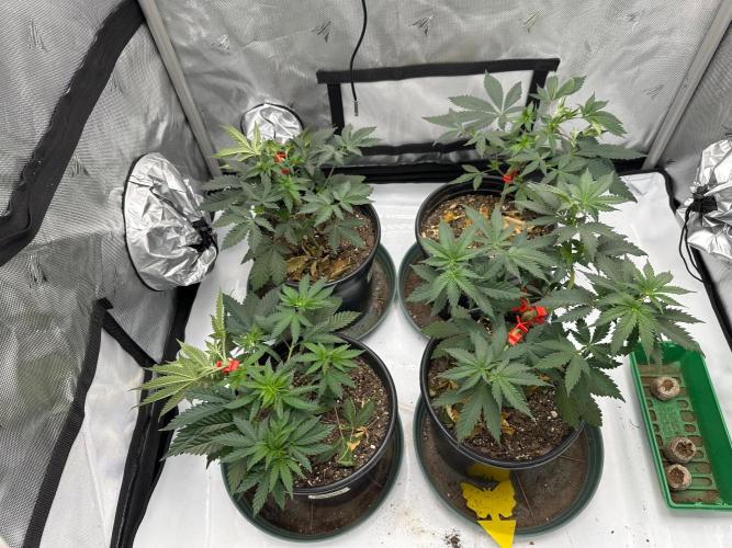 Sol ASeed. Week 4