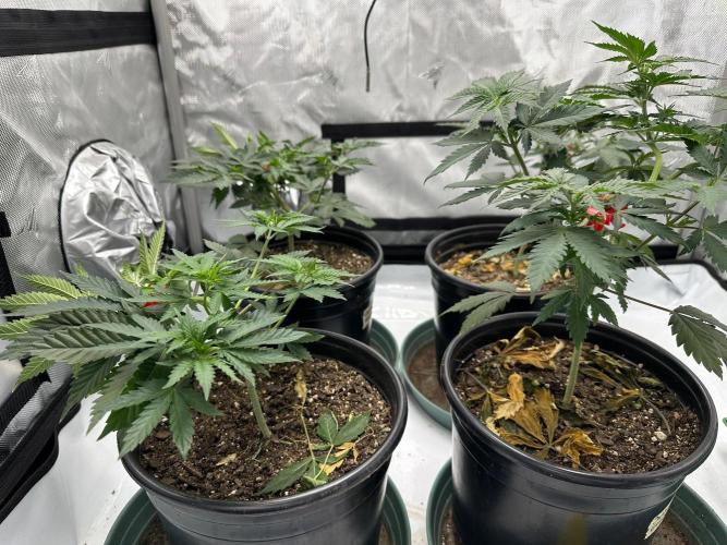 Sol ASeed. Week 4