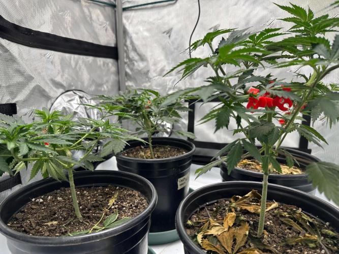 Sol ASeed. Week 4