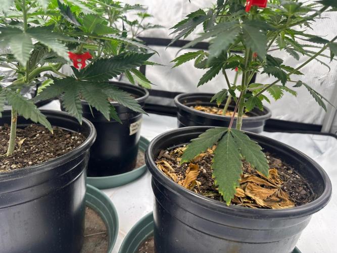Sol ASeed. Week 5