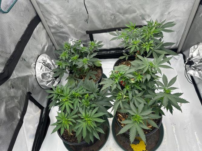 Sol ASeed. Week 5
