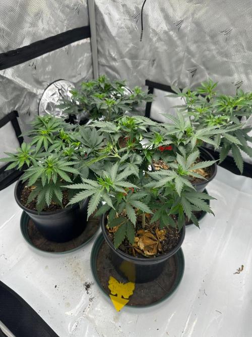 Sol ASeed. Week 5