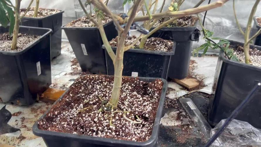 Lumitek 6002.9 pro vs Lumi black 720