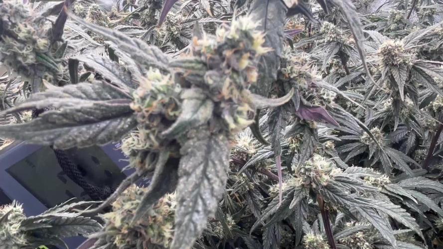 Lumitek 6002.9 pro vs Lumi black 720