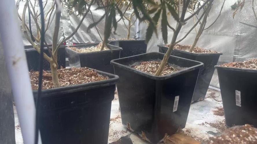 Lumitek 6002.9 pro vs Lumi black 720