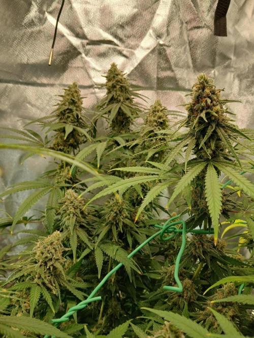 Another grow with CBD plant. Week 12