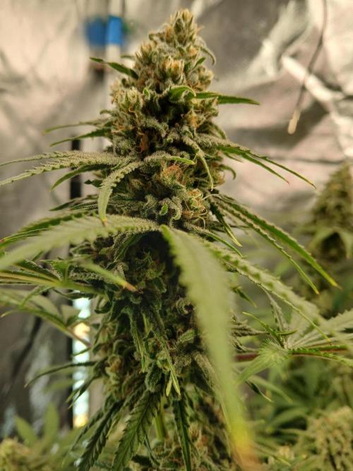 Another grow with CBD plant. Week 12