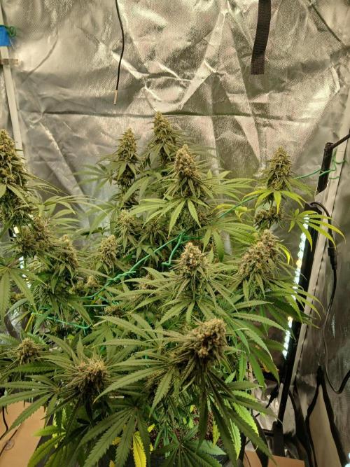 Another grow with CBD plant. Week 12