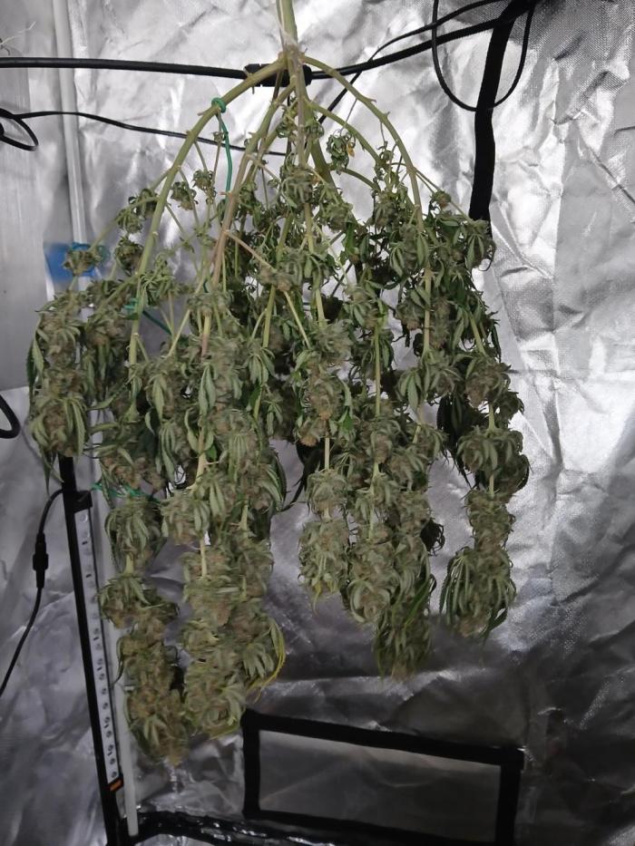 Another grow with CBD plant. Week 13