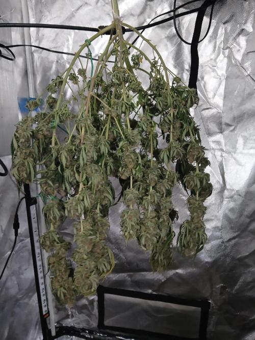 Another grow with CBD plant. Week 13 - I was hoping for more weight since she was grown alone.