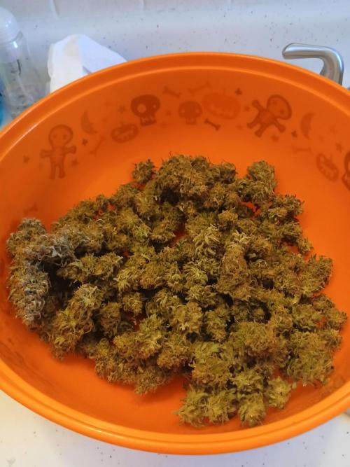 Another grow with CBD plant. Week 13 - I was surprised by her low weight but still got 100g of bud.