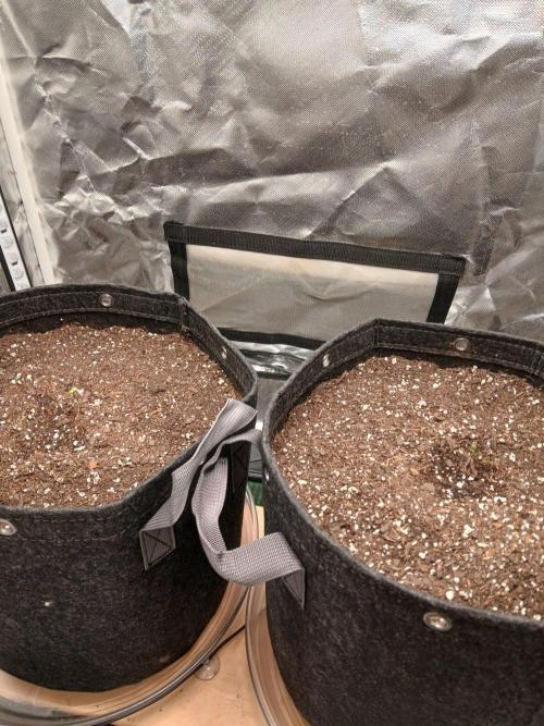 Skywalker OG and Critical Cure. Week 0 - just out