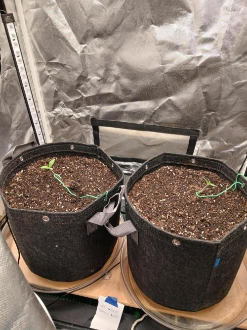 Skywalker OG and Critical Cure. Week 0 - seedlings