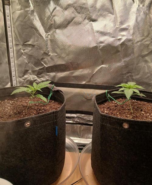 Skywalker OG and Critical Cure. Week 1