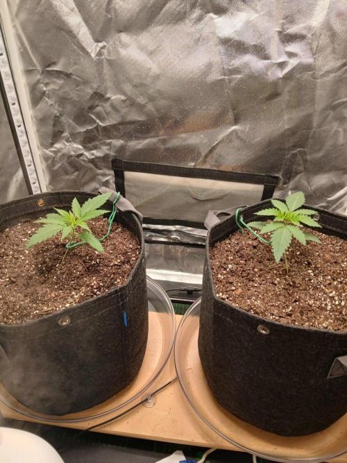 Skywalker OG and Critical Cure. Week 1