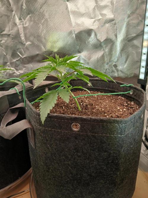 Skywalker OG and Critical Cure. Week 2 - Skywalker