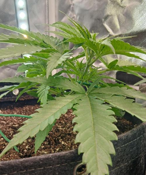 Skywalker OG and Critical Cure. Week 2 - Skywalker 