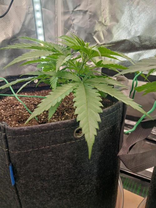 Skywalker OG and Critical Cure. Week 2 - Critical Cure