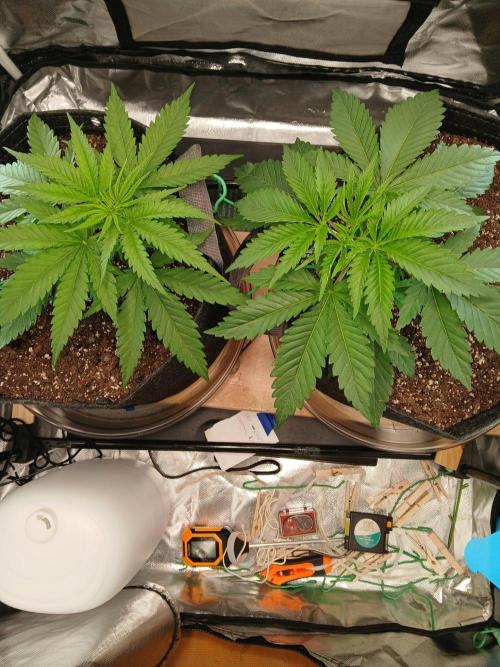 Skywalker OG and Critical Cure. Week 2 - Taking off
