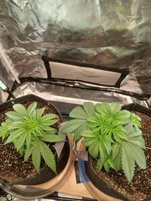 Skywalker OG and Critical Cure. Week 2 - somber looking from lights out. Feed them after lights came on.