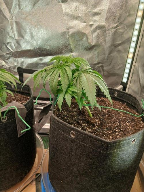 Skywalker OG and Critical Cure. Week 2 - Skywalker also 6 leaves removed. 