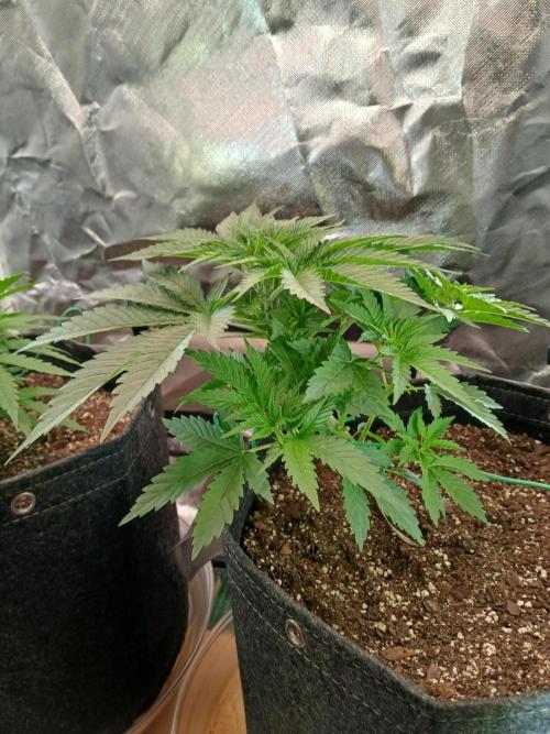 Skywalker OG and Critical Cure. Week 3 - Skywalker