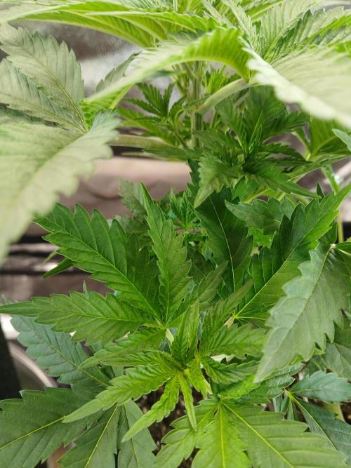 Skywalker OG and Critical Cure. Week 3