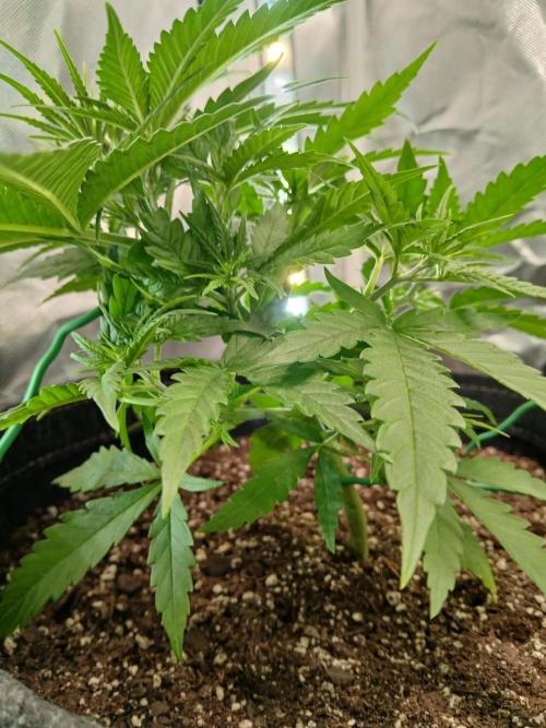 Skywalker OG and Critical Cure. Week 3 - Critical Cure