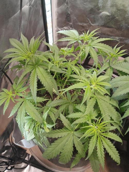 Skywalker OG and Critical Cure. Week 4