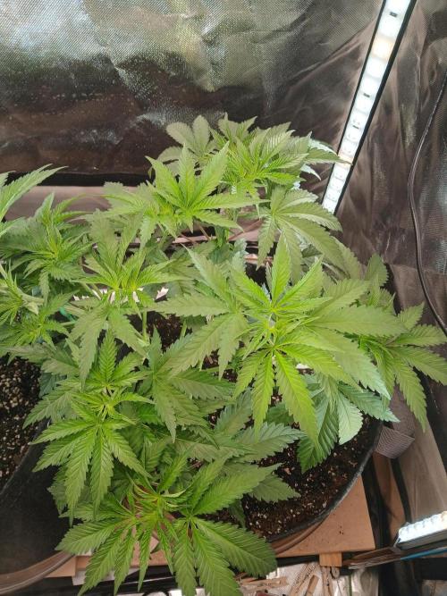 Skywalker OG and Critical Cure. Week 4