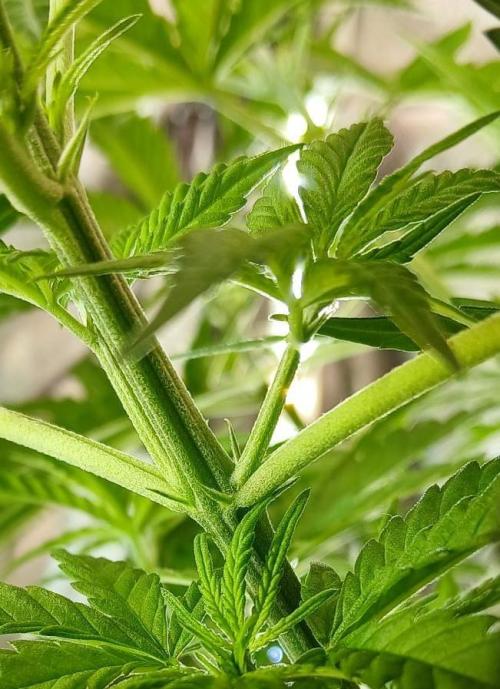 Skywalker OG and Critical Cure. Week 5 - female