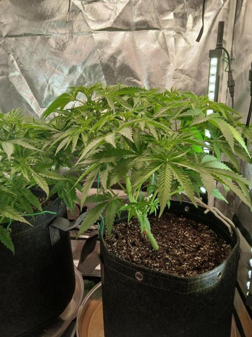 Skywalker OG and Critical Cure. Week 5 - skywalker