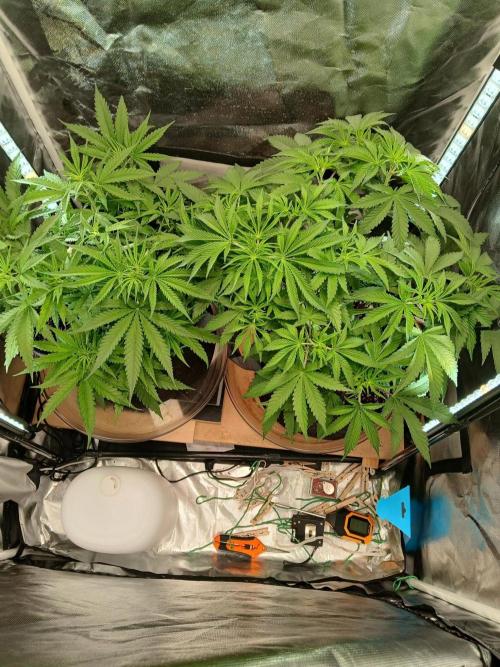 Skywalker OG and Critical Cure. Week 5 - SOG