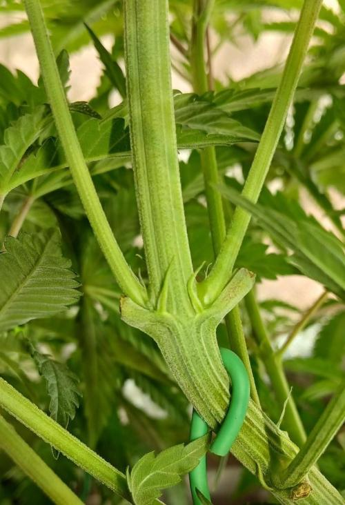 Skywalker OG and Critical Cure. Week 5 - white pistil hairs