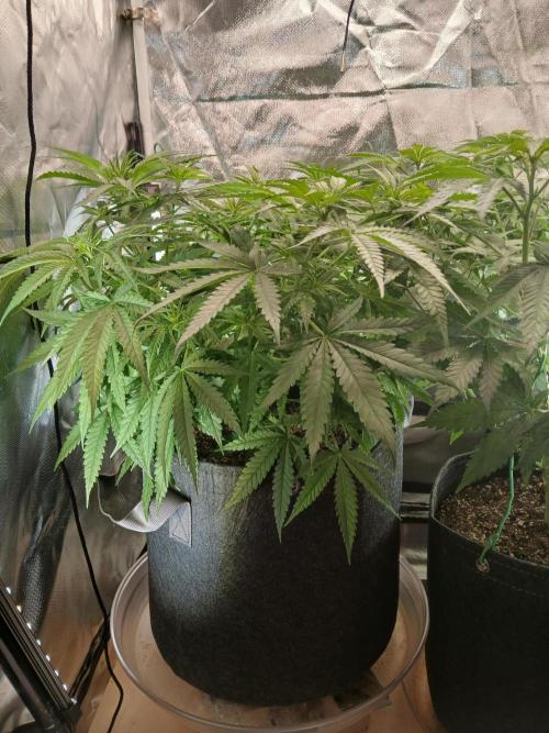 Skywalker OG and Critical Cure. Week 6 - critical cure