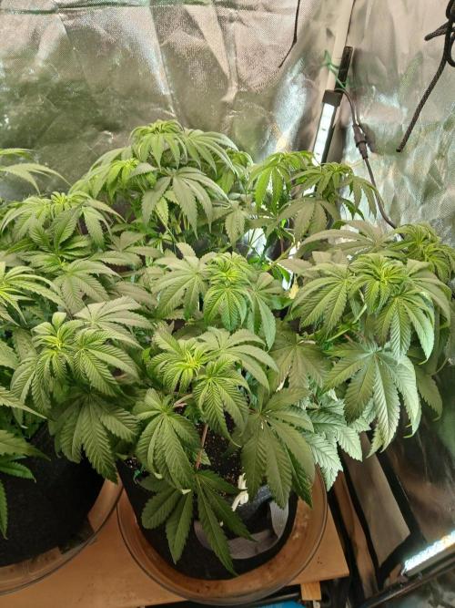 Skywalker OG and Critical Cure. Week 6 - skywalker thirsty