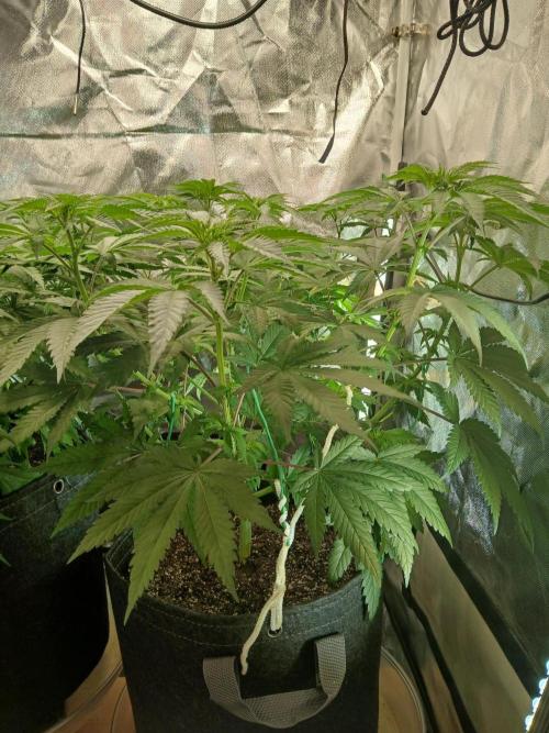 Skywalker OG and Critical Cure. Week 6 - skywalker