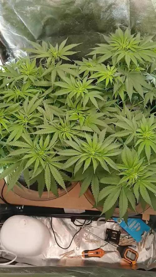 Skywalker OG and Critical Cure