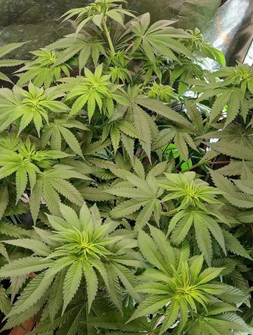 Skywalker OG and Critical Cure. Week 6 - yellow flowering