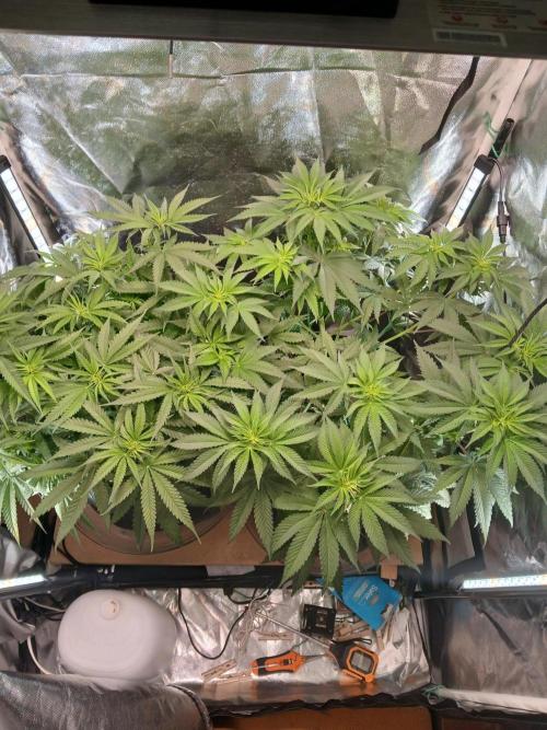 Skywalker OG and Critical Cure. Week 6 - SOG