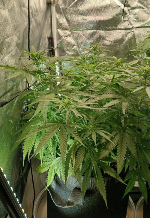 Skywalker OG and Critical Cure. Week 7