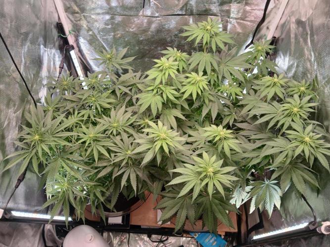 Skywalker OG and Critical Cure. Week 7