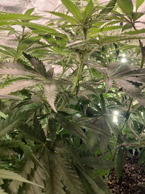 Skywalker OG and Critical Cure. Week 7