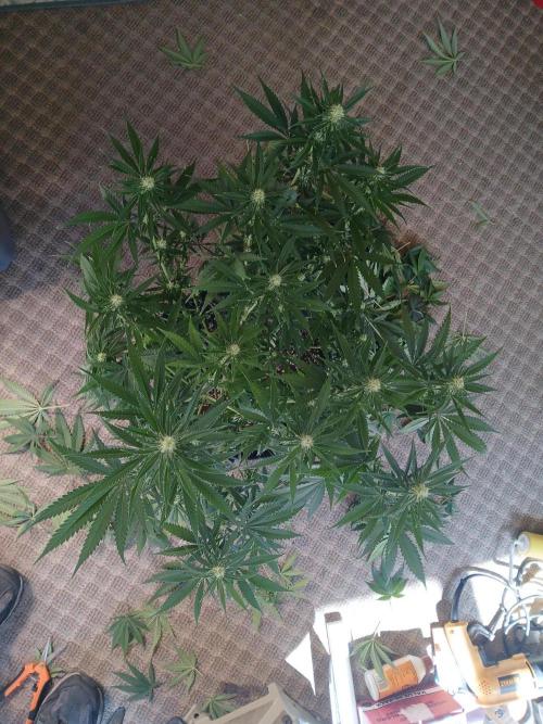 Skywalker OG and Critical Cure. Week 8 - Looking down CBD