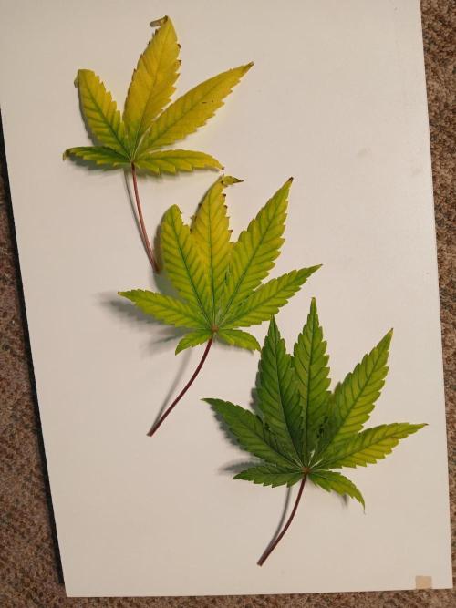 Skywalker OG and Critical Cure. Week 8 - Natural leaf dying