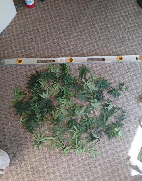 Skywalker OG and Critical Cure. Week 8 - defoliate pile