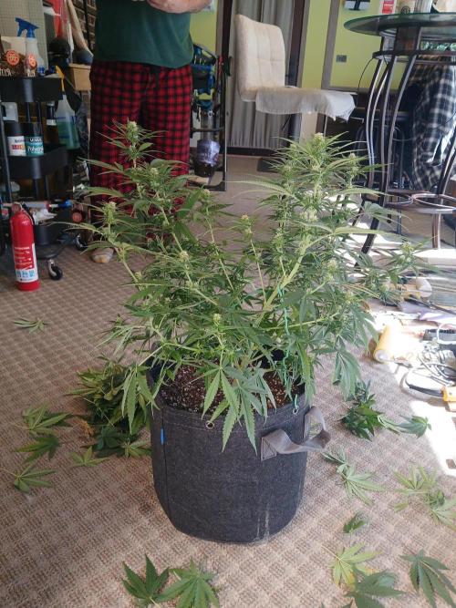 Skywalker OG and Critical Cure. Week 8 - Critical Cure shaved