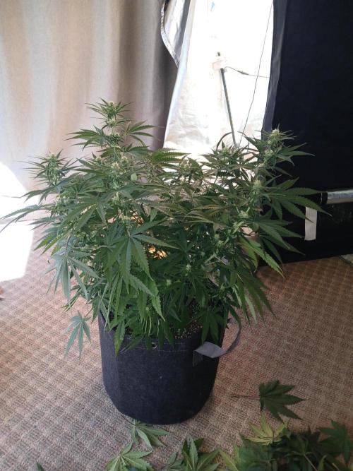 Skywalker OG and Critical Cure. Week 8 - Critical Cure