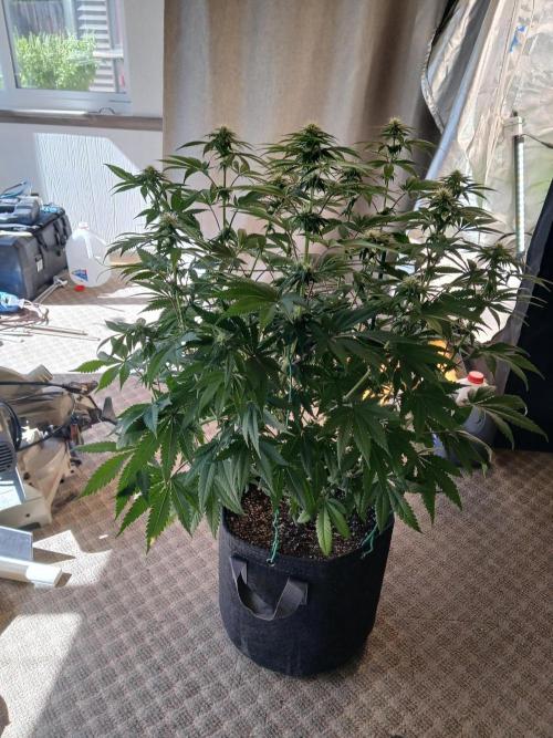 Skywalker OG and Critical Cure. Week 8 - Skywalker